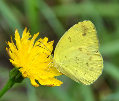Large Grass-yellow