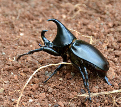 Rhinoceros Beetle