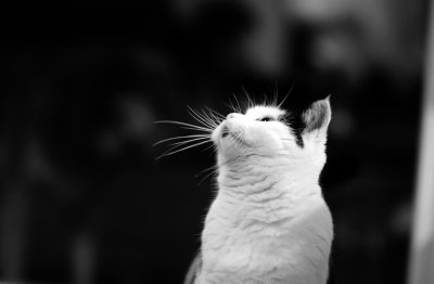 Mićo