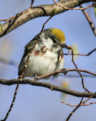 Chest-sided Warbler