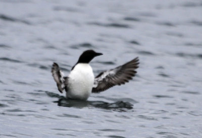 Murre