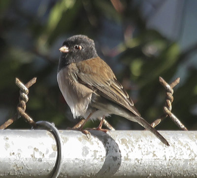 Dark-eyed Junco