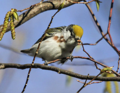 Chestnut-sided Warbler