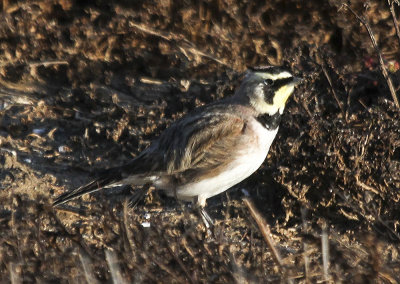 Horned Lark