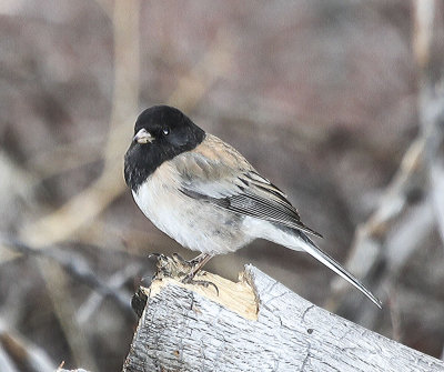 Dark-eyed Junco