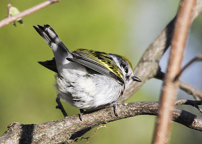 Chestnut-sided Warbler