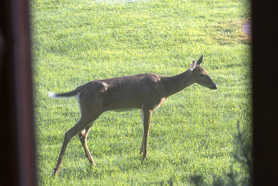 White-tailed Deer
