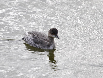 Eared Grebe