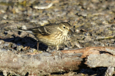 American Pipit