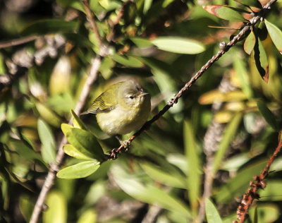 Tennessee Warbler