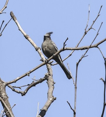 Phainopepla
