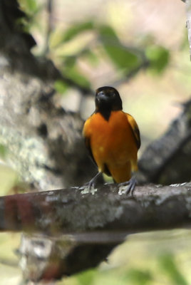 Orioles
