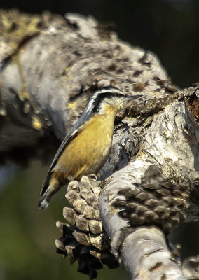 Nuthatches