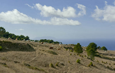 Cows in Erice!