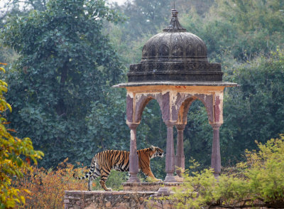 Temple Tiger