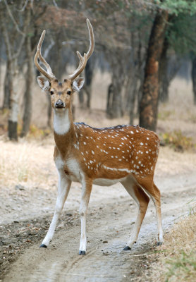 Chitral Stag