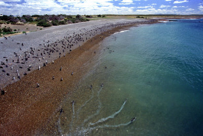 Megallinc Penguins racing each other, Puerto Tombo,Patagonia, Argentina