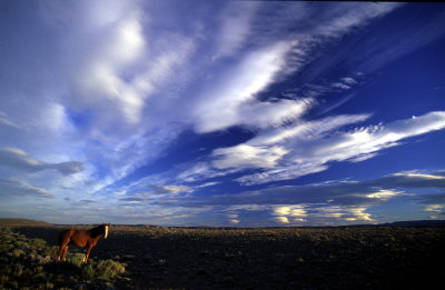 A horse roaming free in the wide open spaces of Patagonia