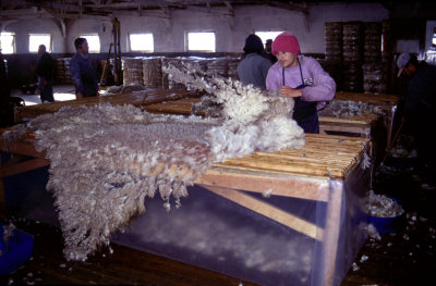Sheep shearing on an Estancia, Tierra del Fuego, Argentina