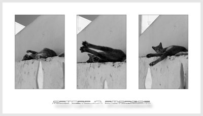 Catnap in Amorgos