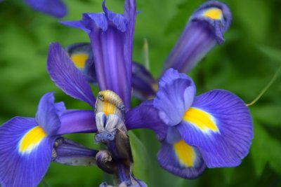 Iris