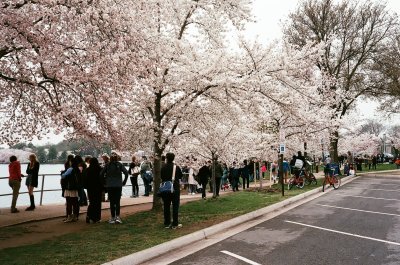 More Cherry Blossoms