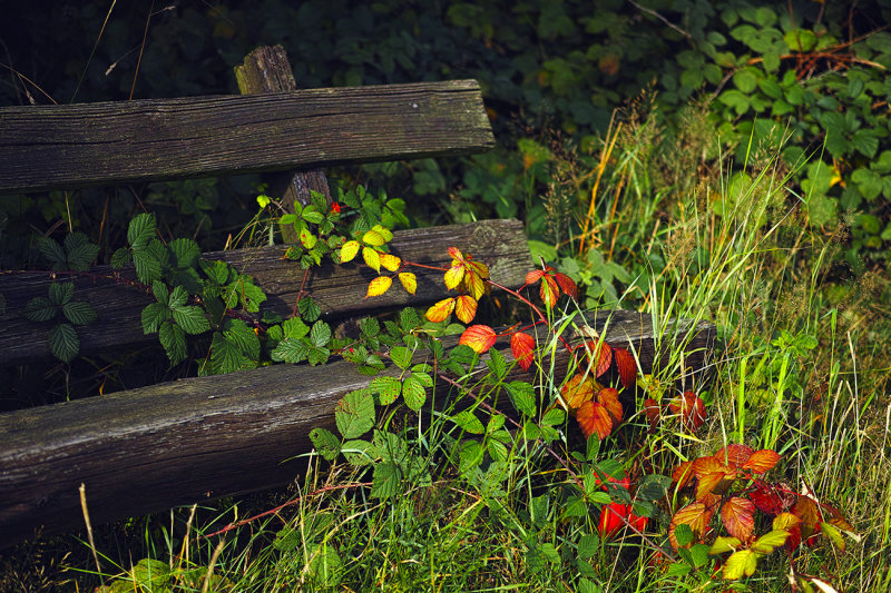 Overgrown