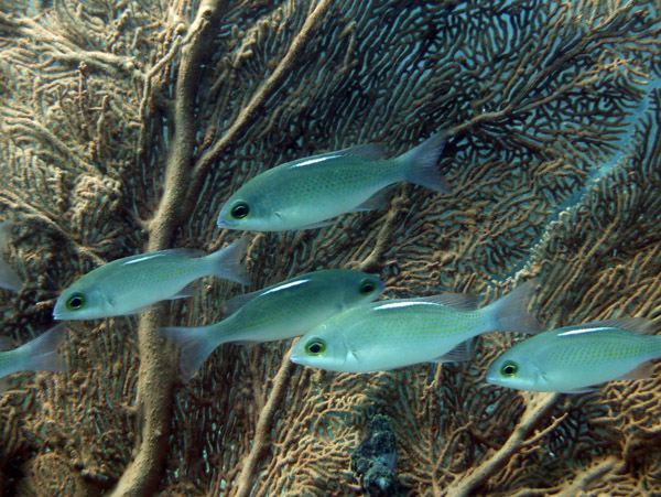 ThailandDive Nov17 0473.jpg