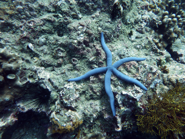 ThailandDive Nov17 0538.jpg