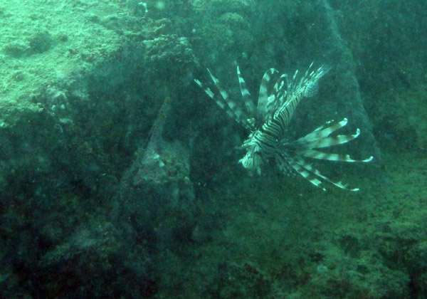 ThailandDive Nov17 1479.jpg