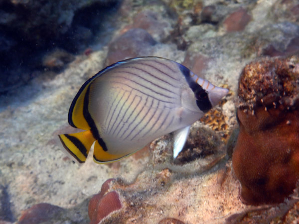 DivePNG Jun19 0943.jpg