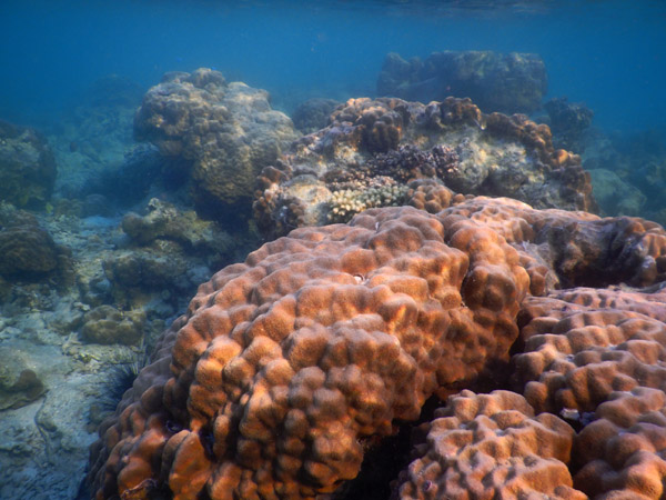 DivePNG Jun19 0955.jpg