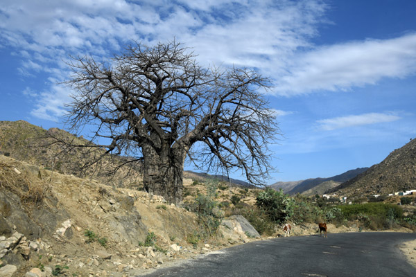 Eritrea Mar23 0934.jpg