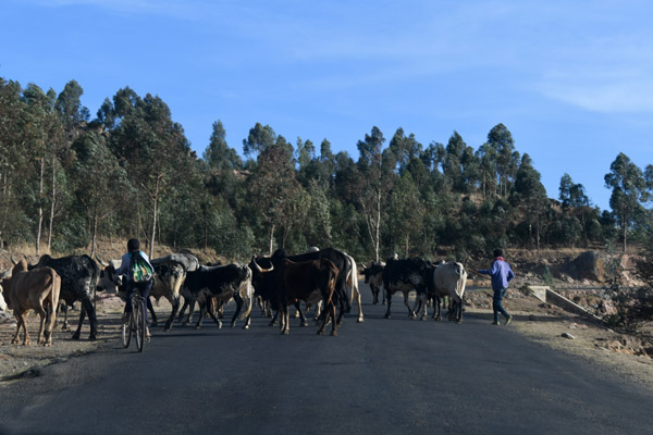 Eritrea Mar23 0984.jpg