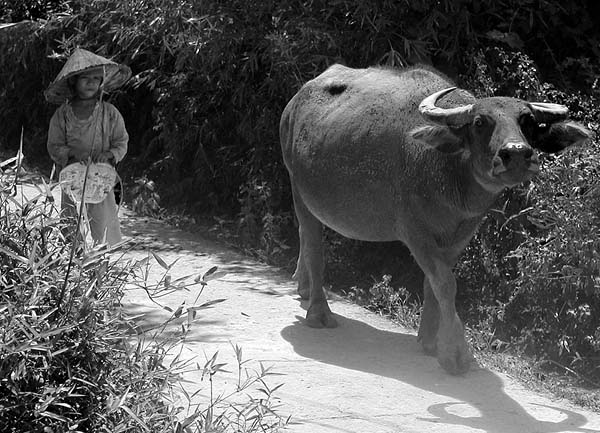 girl water buffalo.jpg
