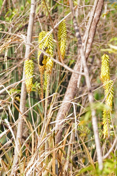 15 Bananaquit on agave 1646