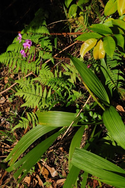 15 Orchid 2445