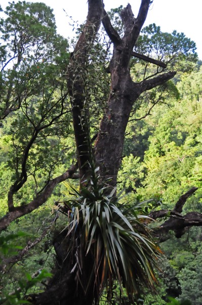 15 Bromeliad 2573