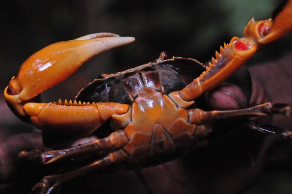 16 Land crab on the defense 3091