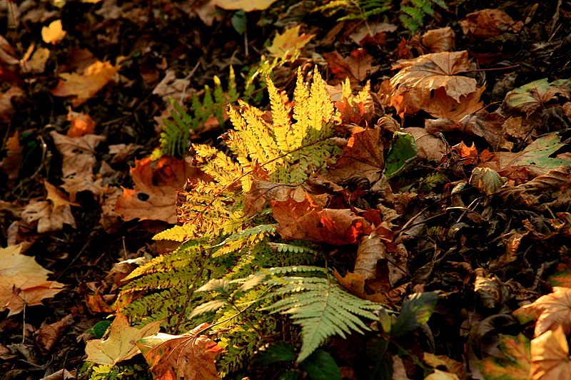 les feuilles mortes.
