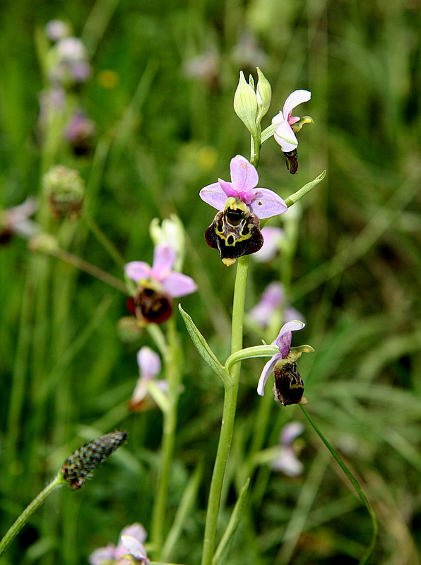 wild orchids