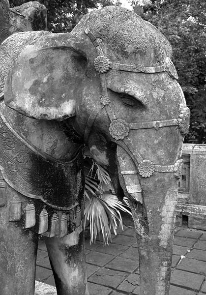elephant.jpg