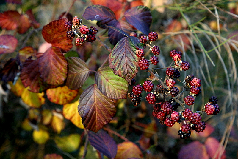 blackberries.