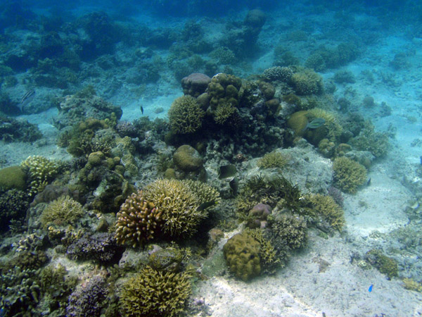 Snorkling off the beach of Entalula Island