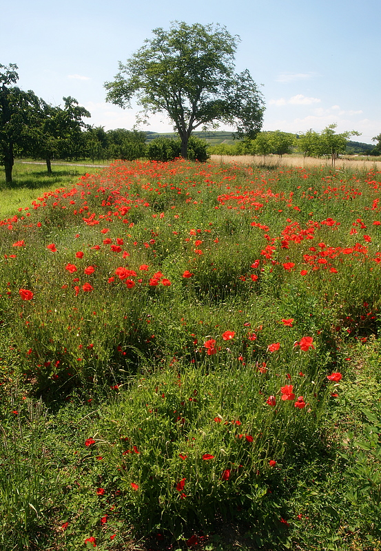coquelicots