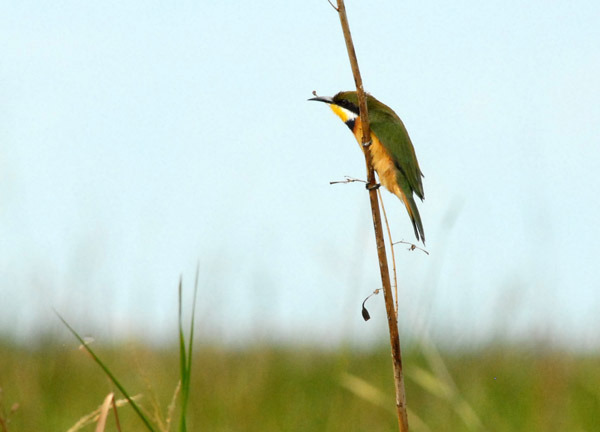 Little Bee-eater (Merops pusillus), Bangweulu Swamps