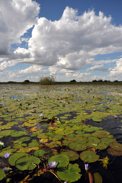 Bangweulu Swamps