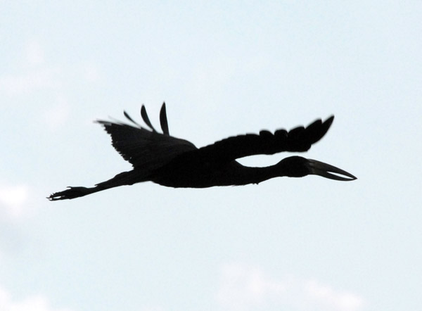 Open-billed stork (Anastomus lamelligerus) in flight over the Bangweulu Swamps