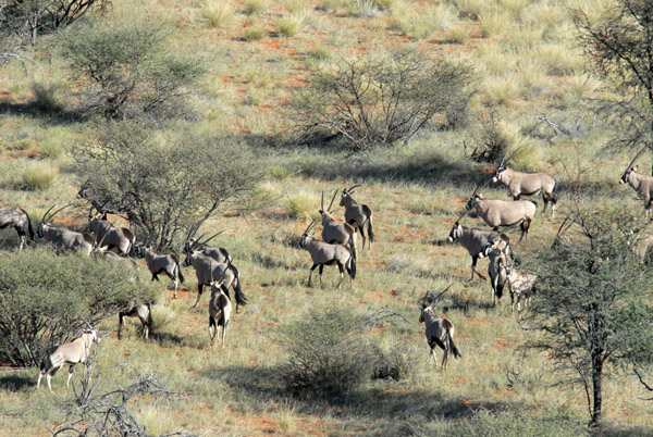 A herd of Oryx, perhaps 30 strong, Olifantwater West
