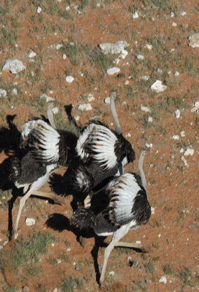 Ostrich running away